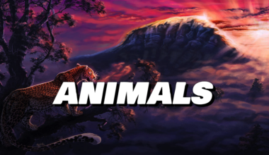 Live Wallpapers PC and Mobile 3 animals live wallpapers