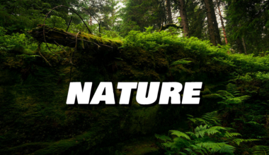 Live Wallpapers PC and Mobile 10 nature live wallpapers