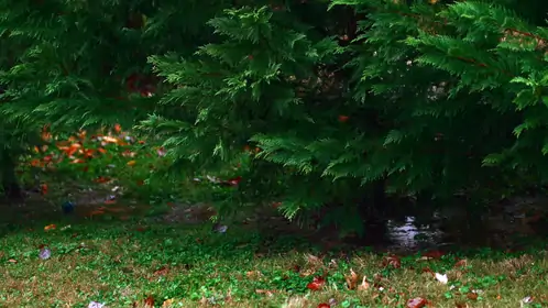 Neighborhood Rain Ambience Live Wallpaper